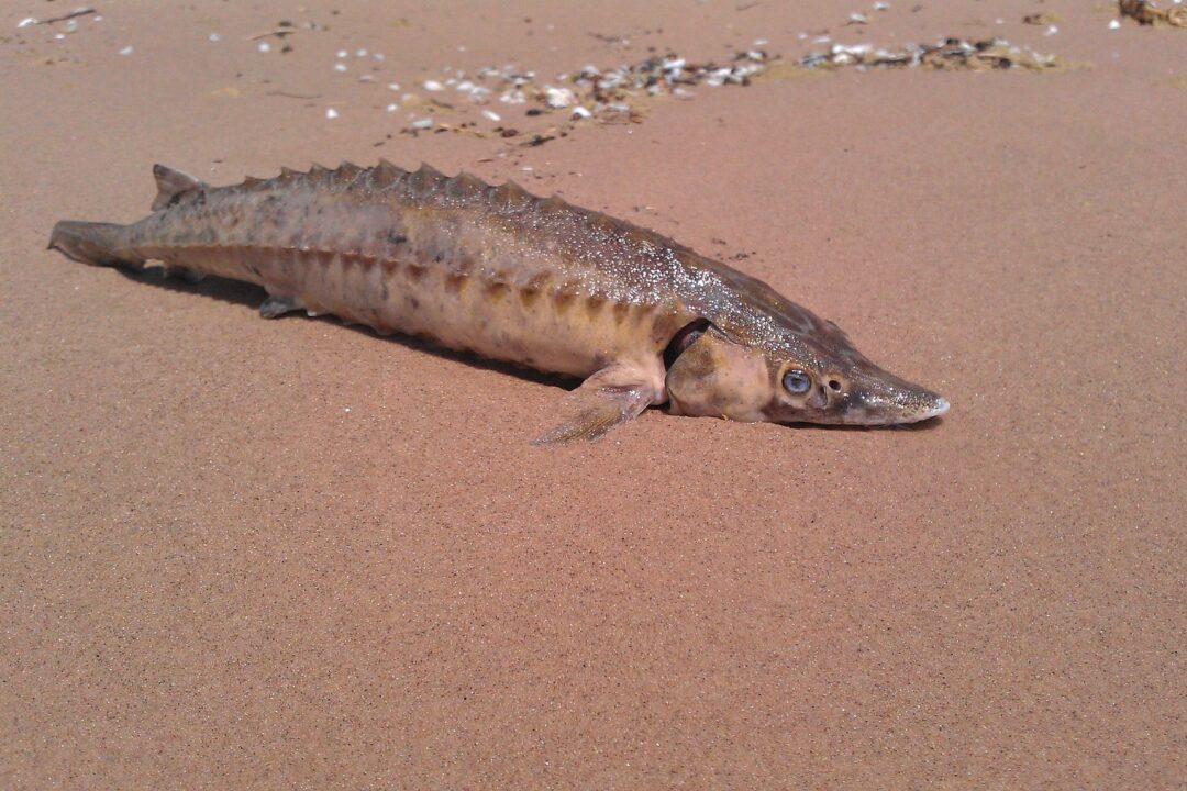 Presentation of the EAST project during the 16th Steering Group Meeting of EUSDR Priority Area 11 “Security”